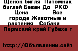 Щенок бигля. Питомник биглей Беван-До (РКФ) › Цена ­ 20 000 - Все города Животные и растения » Собаки   . Пермский край,Губаха г.